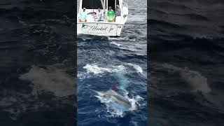 Blue Marlin off the coast of Quepos Costa Rica [upl. by Amikan]