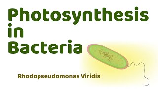 Photosynthesis in Bacteria  Rhodopseudomonas Viridis [upl. by Sabian]