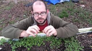 Weed Garden 1 Chickweed [upl. by Otsuaf193]