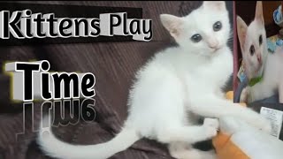 Kittens Play Time  Kittens Playing together  Funny cat videos [upl. by Hgieliak]