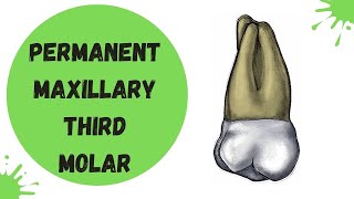 Maxillary Third Molar  Tooth Morphology Made Easy [upl. by Aretak917]