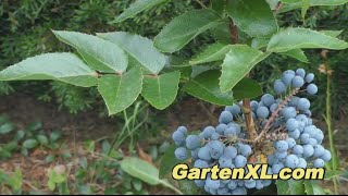 Mahonia im Garten Gewöhnliche Mahonie [upl. by Mattson]