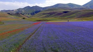 La fioritura a Castelluccio di Norcia  Italy  La Fiorita 21072018 [upl. by Anirrak121]