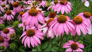 Echinacea purpurea Natures Miracle Plant Harvesting Dormant Roots For Propagation amp Tincture [upl. by Ronyam]