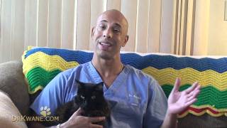 Upper Respiratory Symptoms in Cats [upl. by Trout]