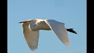 L👀K  GREAT WHITE EGRET in Flight ◕‿◕ Egretta alba magna [upl. by Naenej]