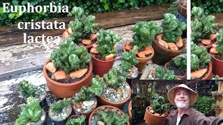 COMO FAZER MUDAS DE EUPHORBIA CRISTATA LACTEA [upl. by Llenwad289]