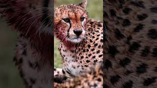 Celebrating World Cheetah Day [upl. by Auod]