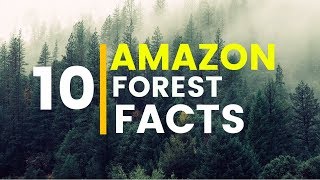 10 Amazing facts About Amazon Rainforest [upl. by Imoyaba212]