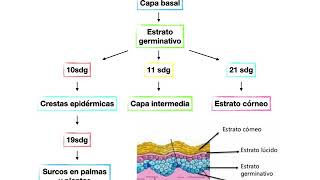 Embriología sistema tegumentario [upl. by Yetah]