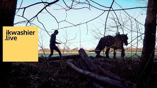 Belgische trekpaarden slepen met Het Aangespannen Trekpaard bomen uit bos Abdij Trappisten Westmalle [upl. by Mok]