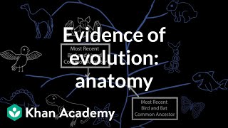 Evidence of evolution anatomy  Evolution  Middle school biology  Khan Academy [upl. by Liddy]