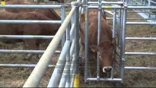 Algerian Bovines Distribution barrières cornadis [upl. by Haiel]