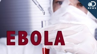 How Does Ebola Kill You [upl. by Bank]