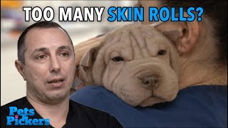 Shar Pei Puppy Needs Surgery [upl. by Zul]