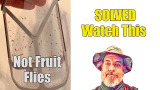 How to Kill Fruit Flies Drain Flies and Phorid Flies [upl. by Risa]