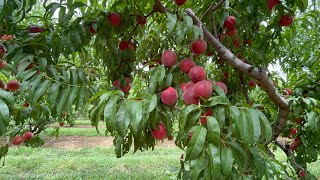 Picking White Peaches in Larriland Farm [upl. by Acinehs]