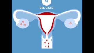 El ciclo menstrual [upl. by Ambrose]