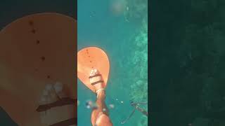 spearfishing fishhunting [upl. by Eisac]