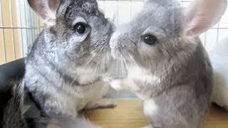 Chinchillas Fighting for Treats [upl. by Drofniw]