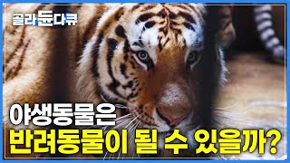 고기 냄새만 맡아도 으르렁 거리는 호랑이와 사자들  앞발로 내리치는 무게 800KG  극한직업  골라듄다큐 [upl. by Atnom]