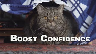 How to Boost Your Cat’s Confidence Simple Tips for a Happier Braver Kitty [upl. by Sitarski]