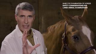 Basic Eye Examination of Horses by Dr Phil Pickett [upl. by Niccolo]