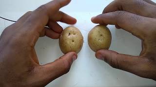 Generate Electricity From Potato potato battery [upl. by Aneele]