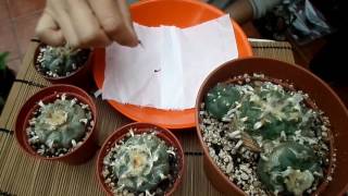 How to Harvest Cactus seed  Lophophora  The Peyote Cactus [upl. by Newo]