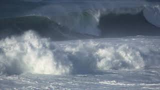 Wild Pacific  The Beauty of Life  Full Documentary [upl. by Ahseinek]