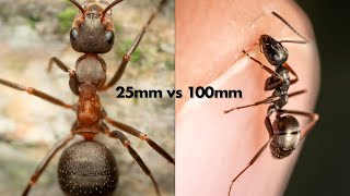 Laowa 25mm vs Laowa 100mm Macro Lens – Which one to buy [upl. by Aytak]