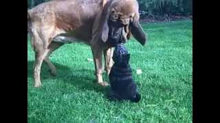 Shar Pei Puppy  Tuck N Roll Acres Shar Pei Breeder [upl. by Caren822]