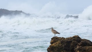 Whimbrels Birding on the California coast [upl. by Ennaitsirk]