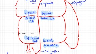 Genicular anastomosis  knee  lower limb  GANGLION [upl. by Tewell]