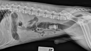 Foreign Bodies in Radiology [upl. by Ocsicnarf]