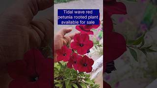 Tidal wave red petunia plants sale video youtube shortvideo forsale trending song garden [upl. by Alleber]