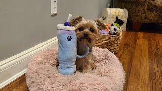 Rylies Silly Playtime with her new Stanley Cup yorkie puppy viralvideodoglover stanley [upl. by Kristian]