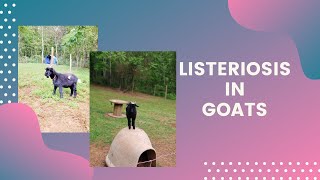 LISTERIOSIS IN GOATS Putting our herd sire to rest [upl. by Lanie]