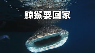 【動物展演】鯨鯊要回家｜圈養八年後能重返大海嗎？ 我們的島 第716集 20130722 [upl. by Boy479]