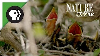 Feeding Baby Birds  NATURE Nuggets [upl. by Andreas]