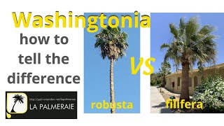 Washingtonia robusta vs filifera  how to see the difference easy [upl. by Hippel]