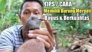 TIPS MEMILIH BURUNG MERPATI BAGUS DAN BERKUALITAS [upl. by Hildegaard]