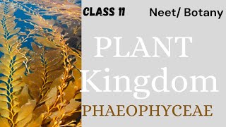 NEETPLANT KINGDOM  CLASS 11 PHAEOPHYCEAE youtubeshorts youtube neet nta physicswallah [upl. by Lexine]