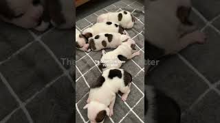 Staffordshire Bull Terriers Puppies [upl. by Jarvis]