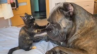 CATS AND DOGS Awesome Friendship  Funny Cat and Dog Vines COMBINATION [upl. by Eulau]