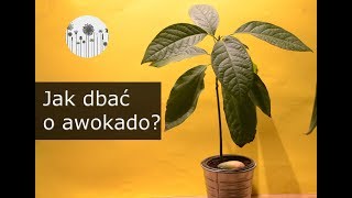 Jak dbać o awokado Uprawa pielęgnacja i wymagania awokado [upl. by Nereids]