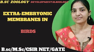 Extra Embryonic Membrane of BirdsExtra embryonic membrane of ChickBsc 3rd yr Developmentalbiolgy [upl. by Ulphi]