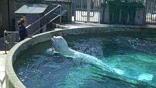 Beluga Whale Sounds and Tricks [upl. by Nylavad899]