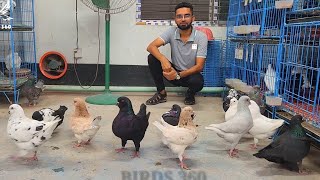 biggest king pigeons farm  best fancy pigeon breeds  fancy pigeon loft  fancy pigeon  show King [upl. by Africah114]