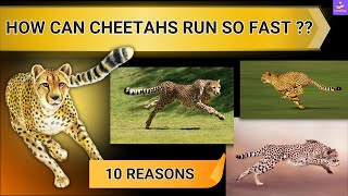 Why Can Cheetahs Run So Fast   10 Fascinating Reasons Why Cheetahs Are the Fastest [upl. by Aeikan]